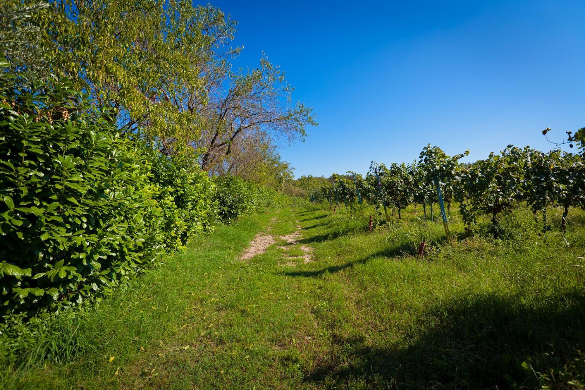 Agriturismo Con Cucina Tipica Nuova Scardua Cavriana エクステリア 写真